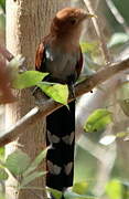 Squirrel Cuckoo