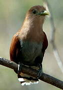 Squirrel Cuckoo