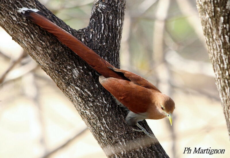 Piaye écureuil, identification
