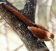 Squirrel Cuckoo