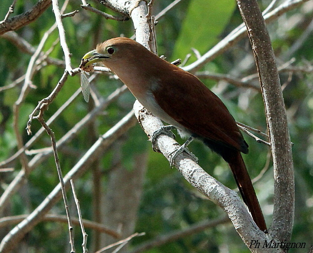 Piaye écureuil, identification, mange