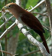 Squirrel Cuckoo