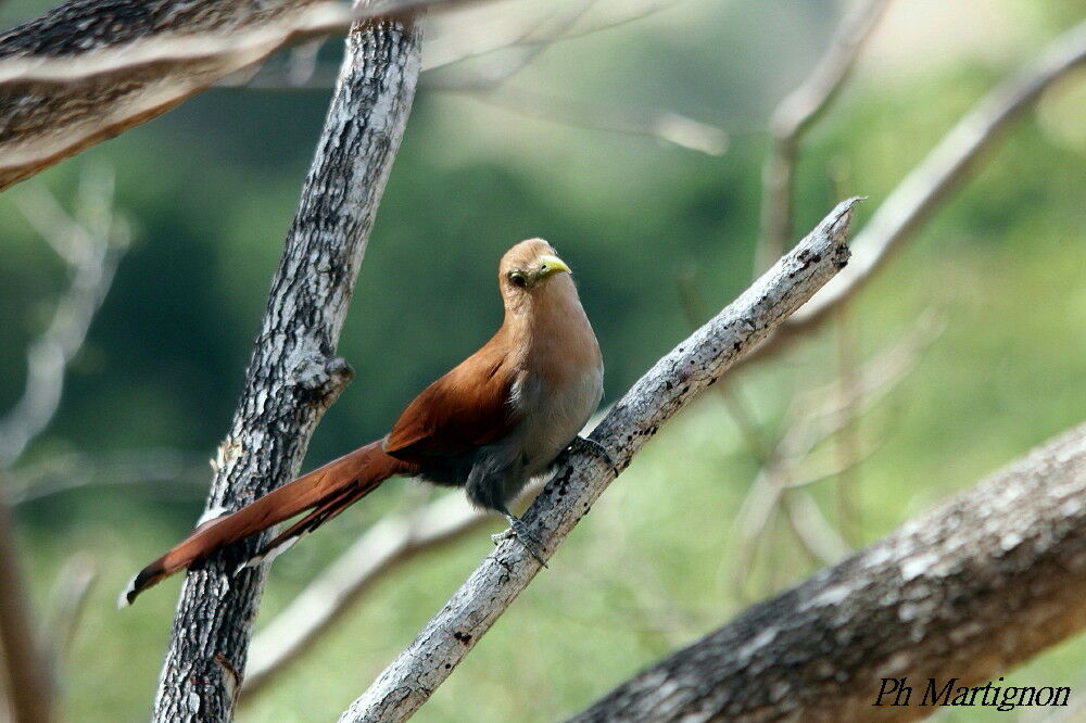 Squirrel Cuckoo, identification