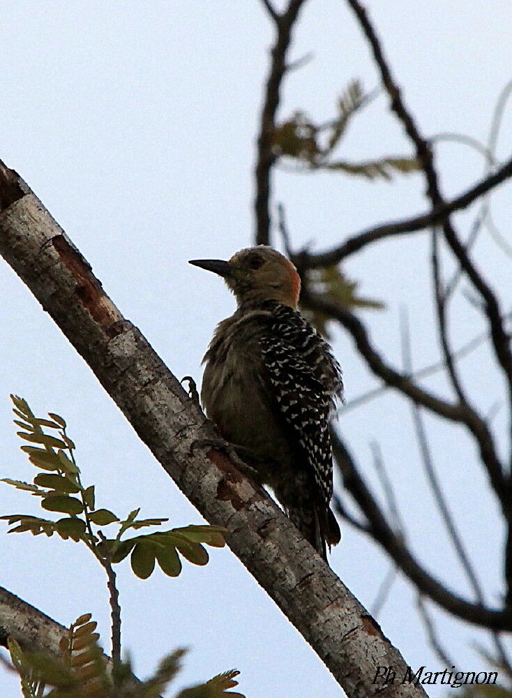 Red-crowned Woodpecker, identification