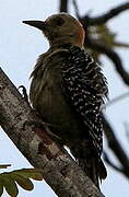 Red-crowned Woodpecker