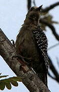 Red-crowned Woodpecker