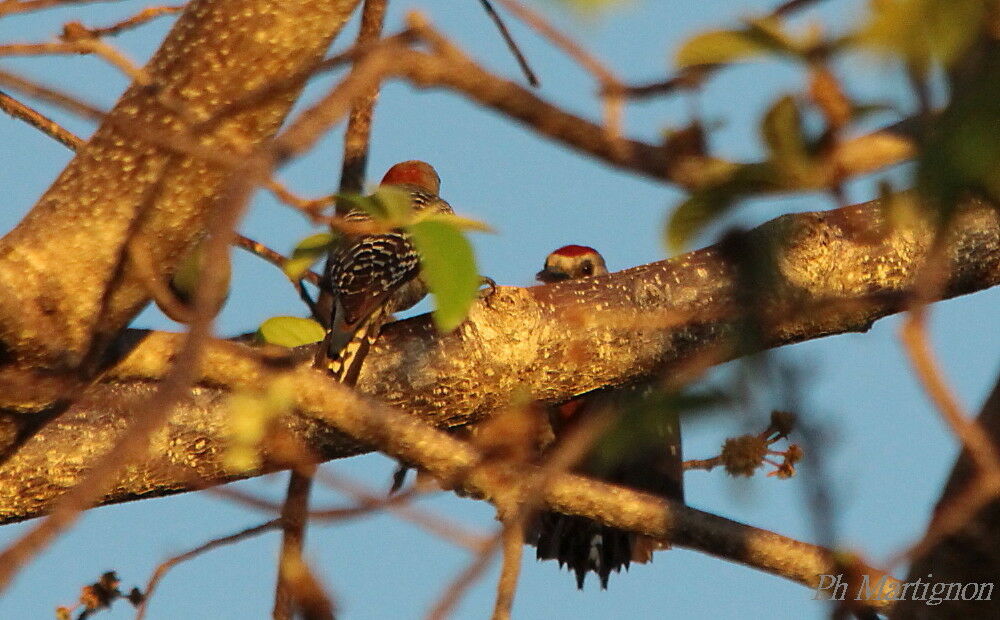 Red-crowned Woodpeckeradult