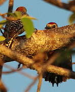 Red-crowned Woodpecker