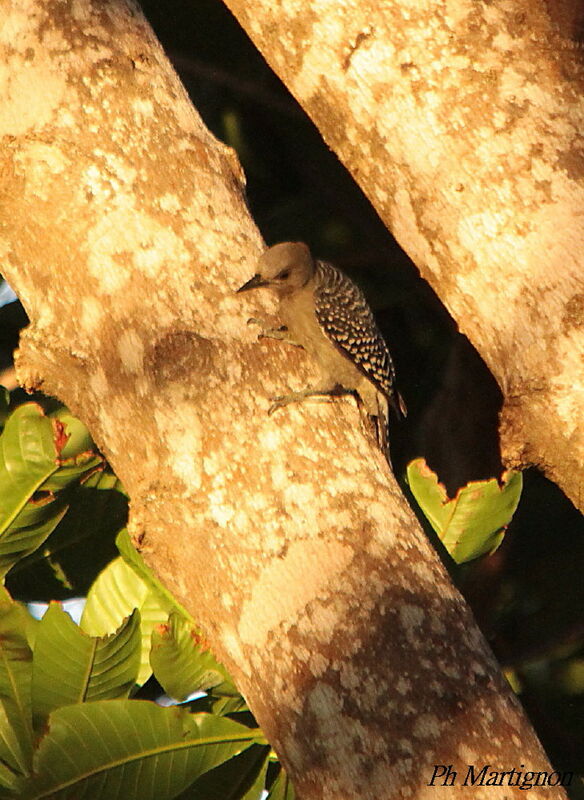 Red-crowned Woodpecker female, identification