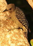 Red-crowned Woodpecker