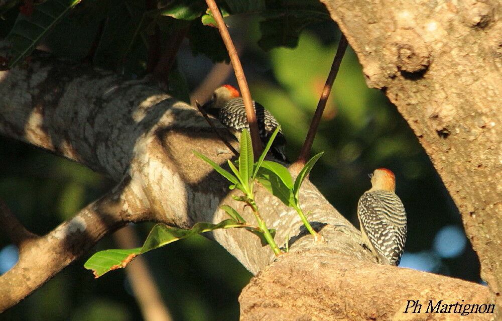 Red-crowned Woodpeckeradult