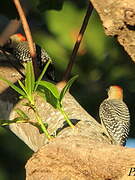 Red-crowned Woodpecker