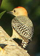 Red-crowned Woodpecker