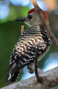 Red-crowned Woodpecker