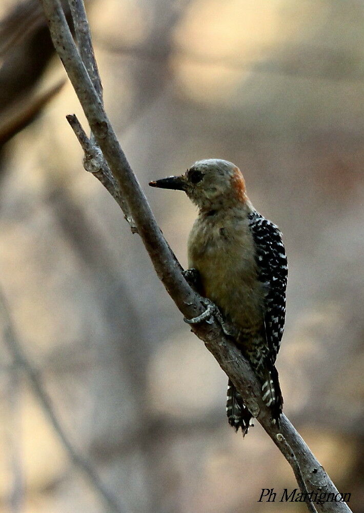 Pic à couronne rouge, identification