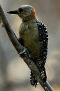 Red-crowned Woodpecker