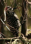 Striped Woodpecker