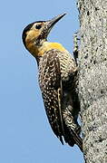 Campo Flicker