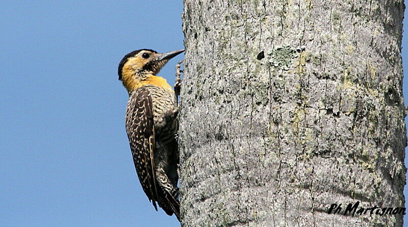 Campo Flicker