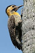 Campo Flicker