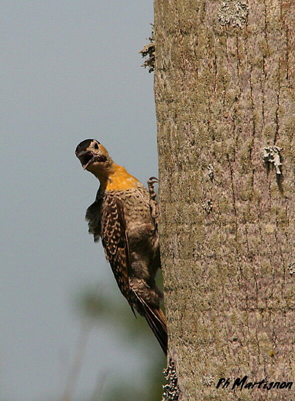 Campo Flicker