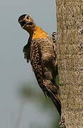 Campo Flicker