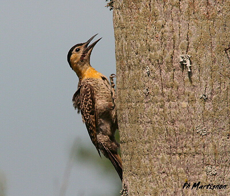 Campo Flicker