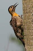 Campo Flicker