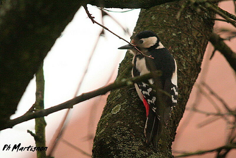 Pic épeiche femelle, identification