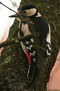 Great Spotted Woodpecker