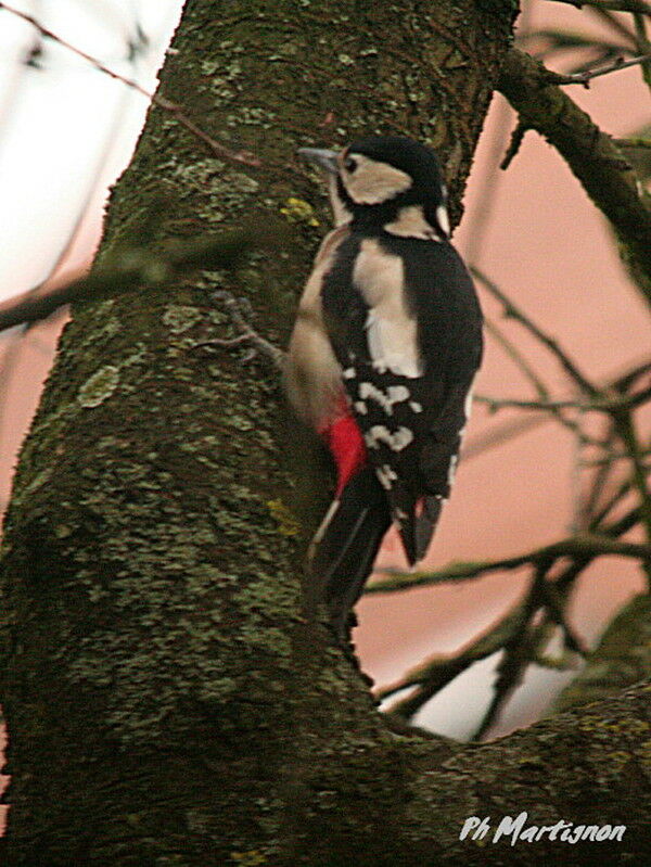 Pic épeiche femelle, identification