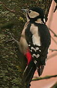 Great Spotted Woodpecker