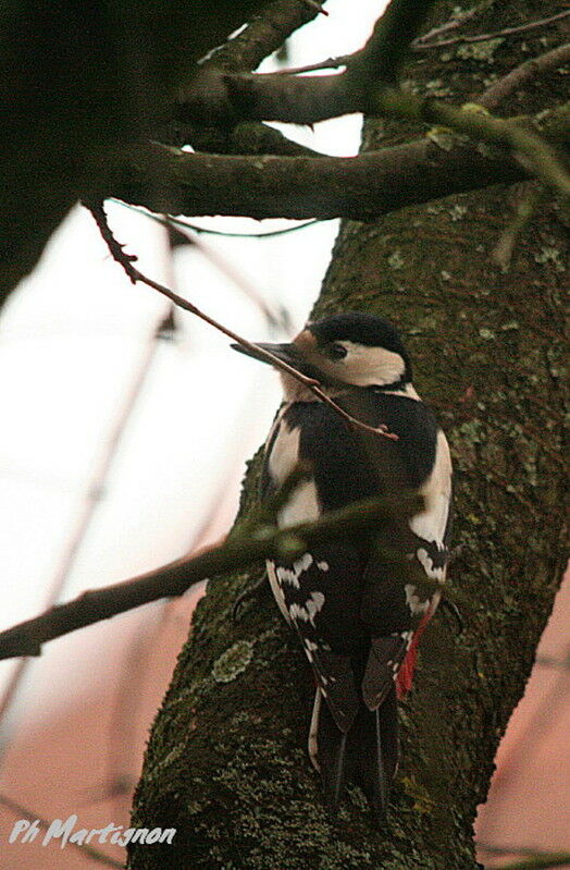 Pic épeiche femelle, identification