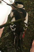 Great Spotted Woodpecker