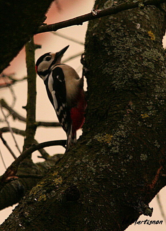 Pic épeiche mâle, identification