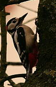 Great Spotted Woodpecker