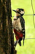 Great Spotted Woodpecker