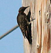 Northern Flicker