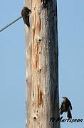 Northern Flicker