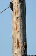 Northern Flicker