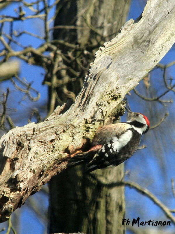 Middle Spotted Woodpecker