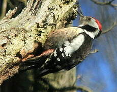 Middle Spotted Woodpecker