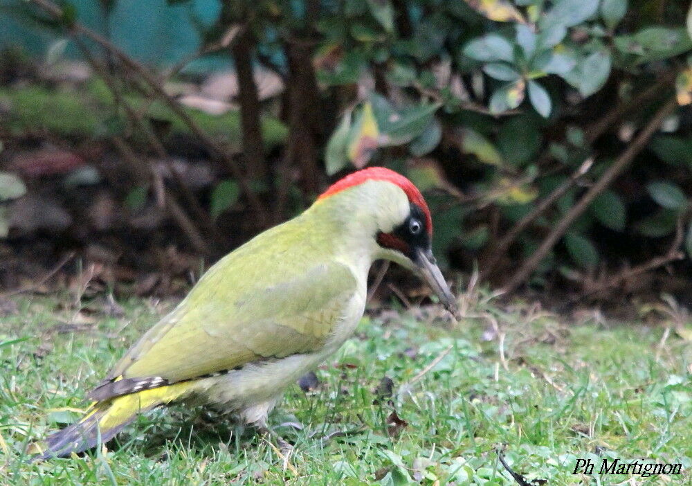 Pic vert mâle, identification