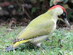 European Green Woodpecker