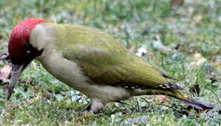 European Green Woodpecker