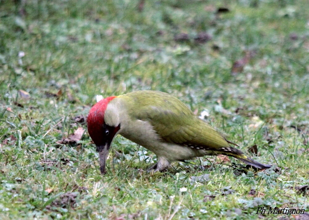 Pic vert mâle, identification