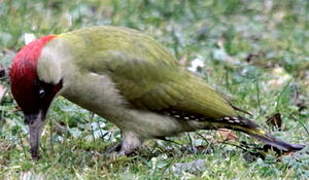 European Green Woodpecker