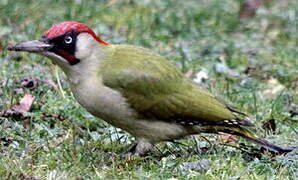 European Green Woodpecker