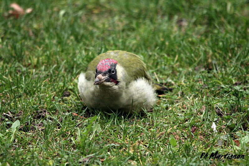 Pic vert mâle, identification, régime, Comportement