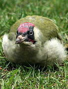 European Green Woodpecker